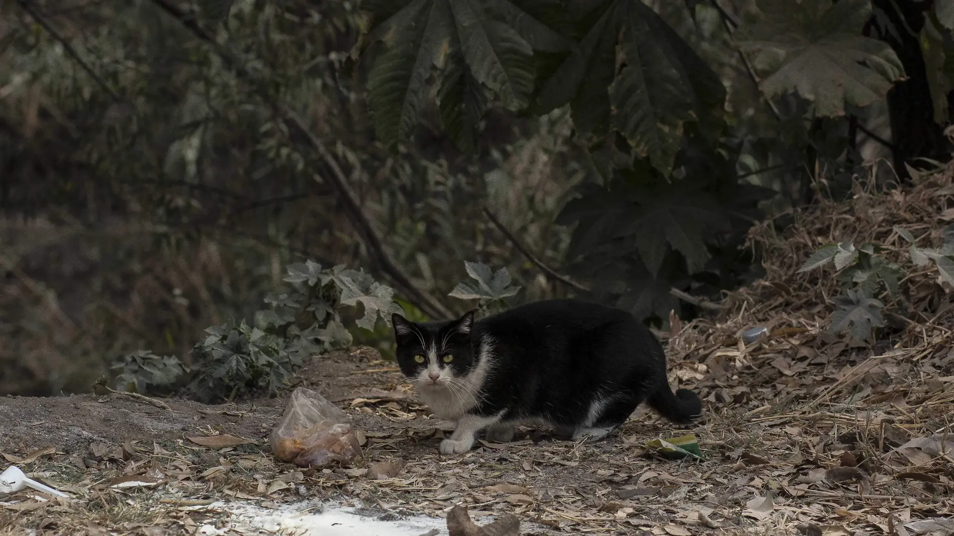 Control Animal Municipal pretende disminuir de forma gradual la población de perros y gatos callejeros